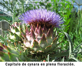 Cynara